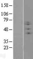 B3GNT2 Protein - Western validation with an anti-DDK antibody * L: Control HEK293 lysate R: Over-expression lysate
