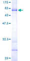 B3GNT2 Protein - 12.5% SDS-PAGE of human B3GNT2 stained with Coomassie Blue