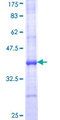 B3GNT2 Protein - 12.5% SDS-PAGE Stained with Coomassie Blue.