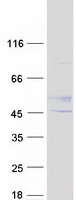 B3GNT2 Protein - Purified recombinant protein B3GNT2 was analyzed by SDS-PAGE gel and Coomassie Blue Staining