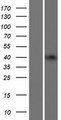 B3GNT4 Protein - Western validation with an anti-DDK antibody * L: Control HEK293 lysate R: Over-expression lysate