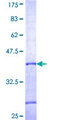 B3GNT4 Protein - 12.5% SDS-PAGE Stained with Coomassie Blue.