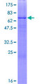 B3GNT6 Protein - 12.5% SDS-PAGE of human B3GNT6 stained with Coomassie Blue