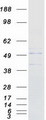 B3GNT6 Protein - Purified recombinant protein B3GNT6 was analyzed by SDS-PAGE gel and Coomassie Blue Staining