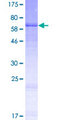 B3GNT7 Protein - 12.5% SDS-PAGE of human B3GNT7 stained with Coomassie Blue