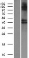 B3GNT8 Protein - Western validation with an anti-DDK antibody * L: Control HEK293 lysate R: Over-expression lysate