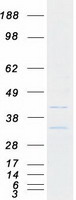 B3GNT9 Protein - Purified recombinant protein B3GNT9 was analyzed by SDS-PAGE gel and Coomassie Blue Staining