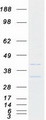 B3GNT9 Protein - Purified recombinant protein B3GNT9 was analyzed by SDS-PAGE gel and Coomassie Blue Staining