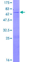 B4GALNT1 / GM2/GD2 Synthase Protein - 12.5% SDS-PAGE of human B4GALNT1 stained with Coomassie Blue