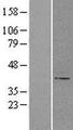 B4GALT1 Protein - Western validation with an anti-DDK antibody * L: Control HEK293 lysate R: Over-expression lysate