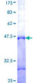 B4GALT1 Protein - 12.5% SDS-PAGE Stained with Coomassie Blue.