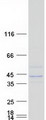B4GALT4 Protein - Purified recombinant protein B4GALT4 was analyzed by SDS-PAGE gel and Coomassie Blue Staining