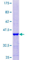 B4GAT1 / B3GNT1 Protein - 12.5% SDS-PAGE Stained with Coomassie Blue.
