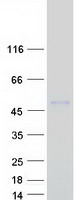 B4GAT1 / B3GNT1 Protein - Purified recombinant protein B4GAT1 was analyzed by SDS-PAGE gel and Coomassie Blue Staining