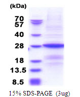 B9D1 Protein