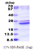 B9D2 Protein