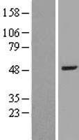 BAAT / BAT Protein - Western validation with an anti-DDK antibody * L: Control HEK293 lysate R: Over-expression lysate