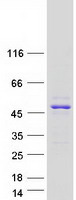 BABAM1 / HSPC142 Protein - Purified recombinant protein BABAM1 was analyzed by SDS-PAGE gel and Coomassie Blue Staining