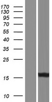 BABP / AKR1C2 Protein - Western validation with an anti-DDK antibody * L: Control HEK293 lysate R: Over-expression lysate