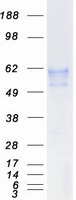 BACE1 / BACE Protein - Purified recombinant protein BACE1 was analyzed by SDS-PAGE gel and Coomassie Blue Staining