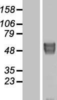 BACE2 Protein - Western validation with an anti-DDK antibody * L: Control HEK293 lysate R: Over-expression lysate
