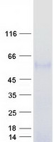 BACE2 Protein - Purified recombinant protein BACE2 was analyzed by SDS-PAGE gel and Coomassie Blue Staining