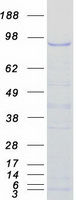 BACH1 Protein - Purified recombinant protein BACH1 was analyzed by SDS-PAGE gel and Coomassie Blue Staining