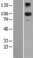 BACH2 Protein - Western validation with an anti-DDK antibody * L: Control HEK293 lysate R: Over-expression lysate