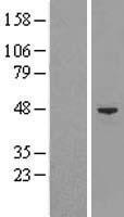 BAF53 / ACTL6A Protein - Western validation with an anti-DDK antibody * L: Control HEK293 lysate R: Over-expression lysate