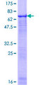 BAF53 / ACTL6A Protein - 12.5% SDS-PAGE of human ACTL6A stained with Coomassie Blue