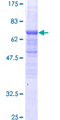 BAF53 / ACTL6A Protein - 12.5% SDS-PAGE of human ACTL6A stained with Coomassie Blue
