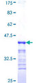 BAF53 / ACTL6A Protein - 12.5% SDS-PAGE Stained with Coomassie Blue.