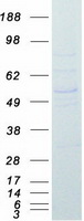 BAF53 / ACTL6A Protein - Purified recombinant protein ACTL6A was analyzed by SDS-PAGE gel and Coomassie Blue Staining