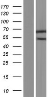 BAF60B / SMARCD2 Protein - Western validation with an anti-DDK antibody * L: Control HEK293 lysate R: Over-expression lysate