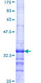 BAF60B / SMARCD2 Protein - 12.5% SDS-PAGE Stained with Coomassie Blue.