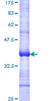 BAF60C / SMARCD3 Protein - 12.5% SDS-PAGE Stained with Coomassie Blue.