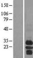 BAFF Receptor / CD268 Protein - Western validation with an anti-DDK antibody * L: Control HEK293 lysate R: Over-expression lysate