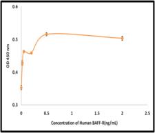 BAFF Receptor / CD268 Protein - The ED50 was determined by the dose-dependent proliferation of Raji cells and was found to be <0.5ng/mL.