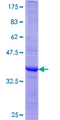 BAFF / TNFSF13B Protein - 12.5% SDS-PAGE Stained with Coomassie Blue.