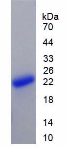 BAFF / TNFSF13B Protein - Recombinant B-Cell Activating Factor By SDS-PAGE