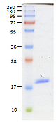 BAFF / TNFSF13B Protein - Coomassie blue staining of BAFF, Soluble (human) (60-mer) (AG-40B-0112) under reducing conditions (shows the size of the monomer).