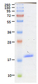 BAFF / TNFSF13B Protein - Coomassie blue staining of BAFF, Soluble (human) (60-mer) (AG-40B-0112) under reducing conditions (shows the size of the monomer).