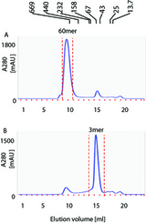 BAFF / TNFSF13B Protein - Size fractionation on Superdex-200. A. BAFF (60-mer) was submitted to size fractionation on a Superdex 200 gel filtration column. The peak indicated with dotted red lines (60-mer) was isolated and processed to obtain purified BAFF, Soluble (human) (60-mer) (AG-40B-0112). Elution position of MW markers are indicated on the top of the figure. B. For comparison, elution profile of the related product BAFF, Soluble (human) (3-mer).