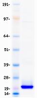 BAFF / TNFSF13B Protein
