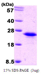 BAFF / TNFSF13B Protein