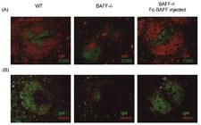 BAFF / TNFSF13B Protein - Restoration of the splenic T and B cell architecture in Fc-BAFF injected BAFFdeficient mice. BAFF deficient mice were injected at day 0 with 100mg BAFF (human):Fc (human) (AG-40B-0120) intravenously and at day 14 with 50mg BAFF (human):Fc (human) intraperitoneal. At day 21, injected BAFFdeficient mice were sacrificed together with WT and control BAFFdeficient mice and splenic T and B cell architecture was analyzed by fluorescence microscopy on cryosections. A, Spleen sections of WT (left picture), BAFF deficient (middle picture) or injected BAFFdeficient mice (right picture) were stained for IgM (red) and CD90 (green). (B) Spleen sections of the same mice were stained for IgM (green) and MOMA (red).