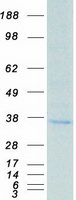 BAFF / TNFSF13B Protein - Purified recombinant protein TNFSF13B was analyzed by SDS-PAGE gel and Coomassie Blue Staining