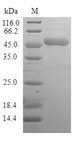 BAG2 Protein - (Tris-Glycine gel) Discontinuous SDS-PAGE (reduced) with 5% enrichment gel and 15% separation gel.