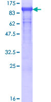 BAG3 / BAG-3 Protein - 12.5% SDS-PAGE of human BAG3 stained with Coomassie Blue