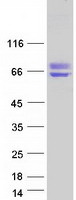 BAG3 / BAG-3 Protein - Purified recombinant protein BAG3 was analyzed by SDS-PAGE gel and Coomassie Blue Staining